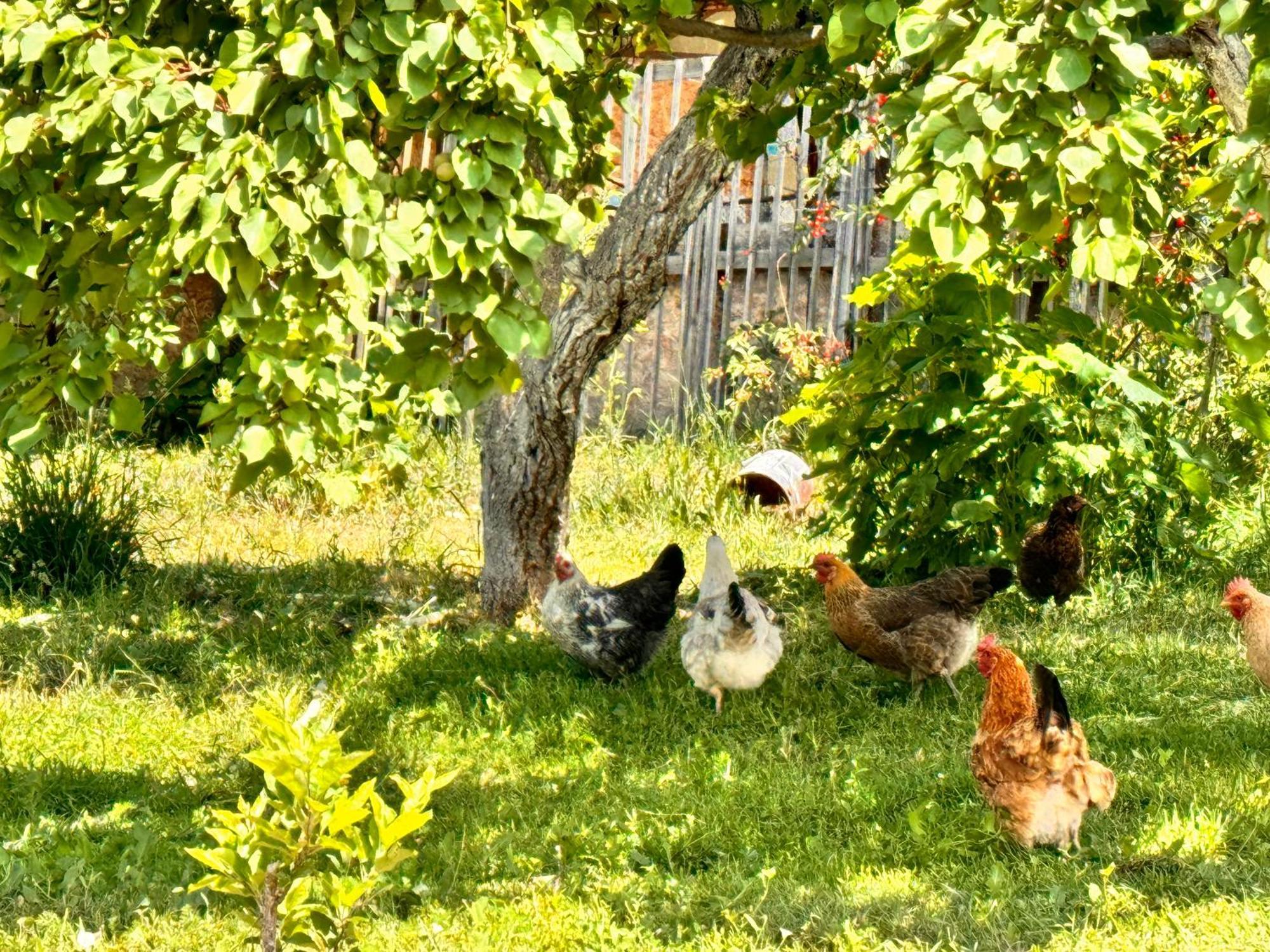 Eco House Summer Garden Kaji-Say Eksteriør bilde